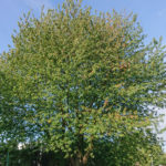 Vorher