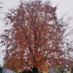Vorher